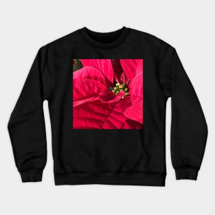 Red Poinsettia for Peace, Joy, Harmony and a Joyous Christmas Crewneck Sweatshirt